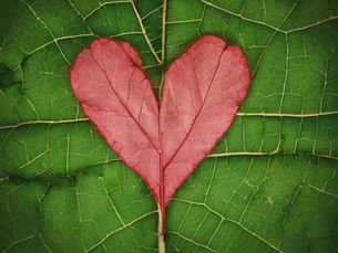 8 Eco-Friendly Building Methods for Rebuilding After Wildfires: A Guide for Pasadena and Altadena