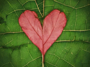 8 Eco-Friendly Building Methods for Rebuilding After Wildfires: A Guide for Pasadena and Altadena