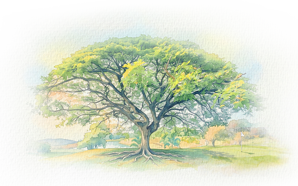 ARBOL.png