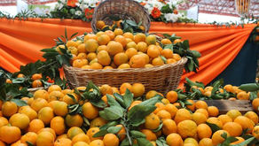 Commerce:Les agrumes du Zimbabwe bientôt sur le marché chinois