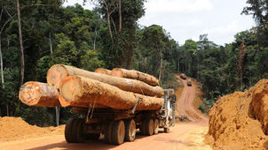 Commerce/Afrique:
En 2018, l’exportation du bois camerounais vers l’UE a connu une hausse de 25%