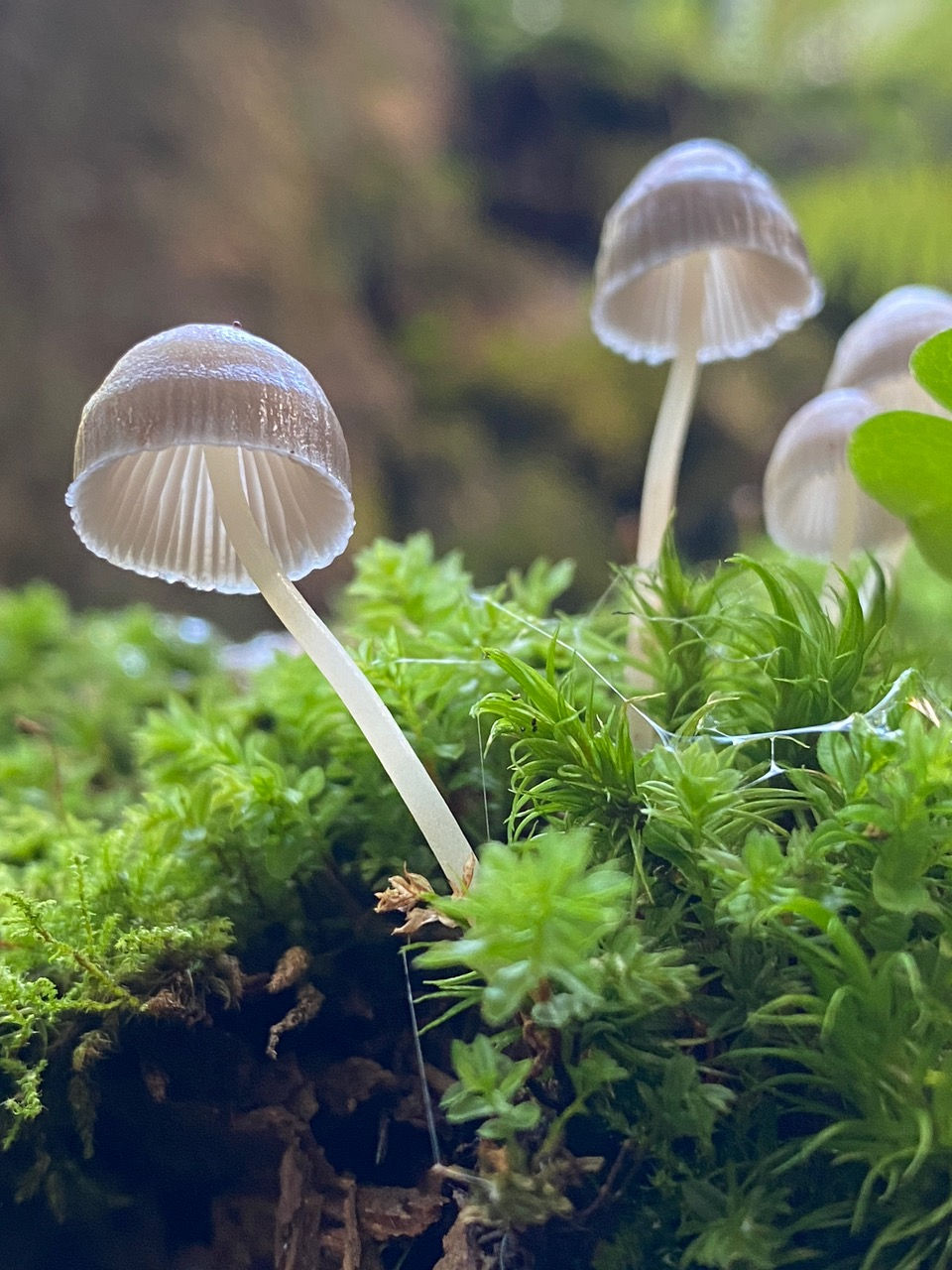 Cours photo pour smartphone en nature - Verbier