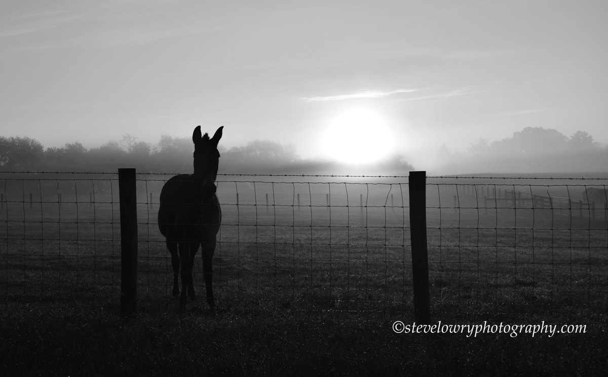 Donkey-Fog-2