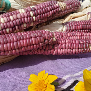 A Tapestry of Maize: Our Collective Homage to Indigenous Wisdom