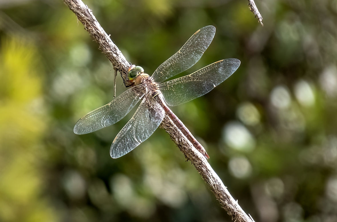 Anax-napolitain-LrcDnPf-Gruissan-0924.jpg