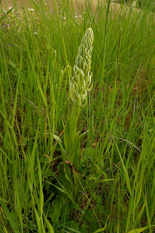 Himantoglossum_Hircinum1_Auriac.jpg
