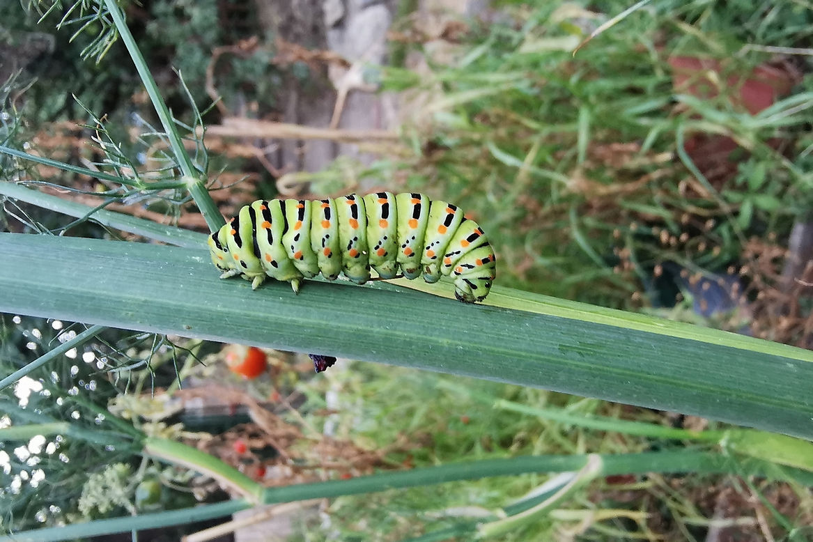 MachaonChenille2-Escalquens.jpg