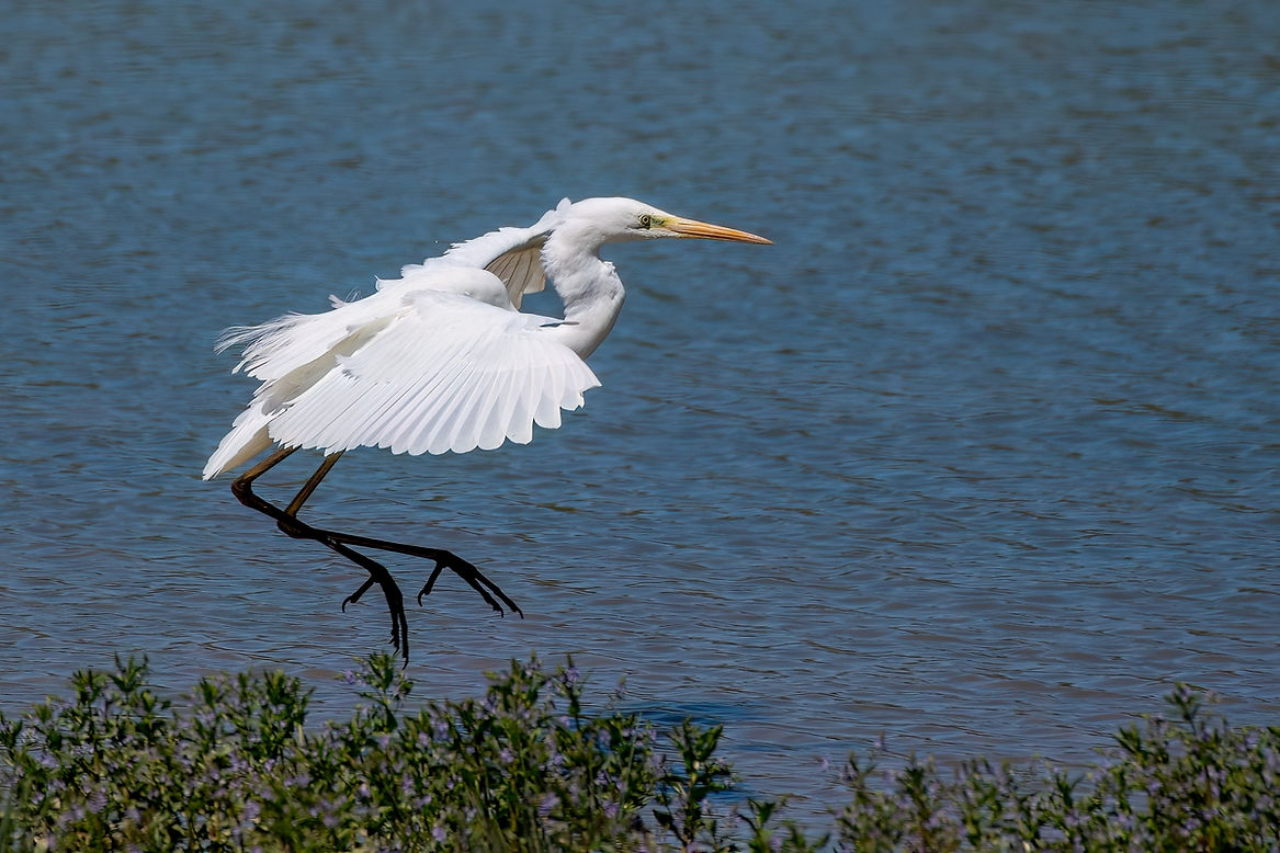 Grande-aigrette-23LrcDnPf-Mazeres-0424.jpg