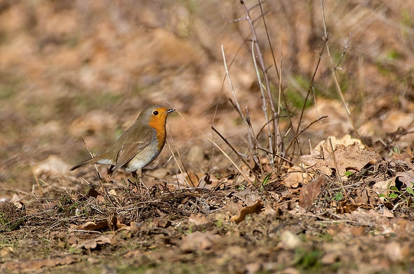 Rouge-Gorge-13LrcDnPf-Mazeres-0122.jpg
