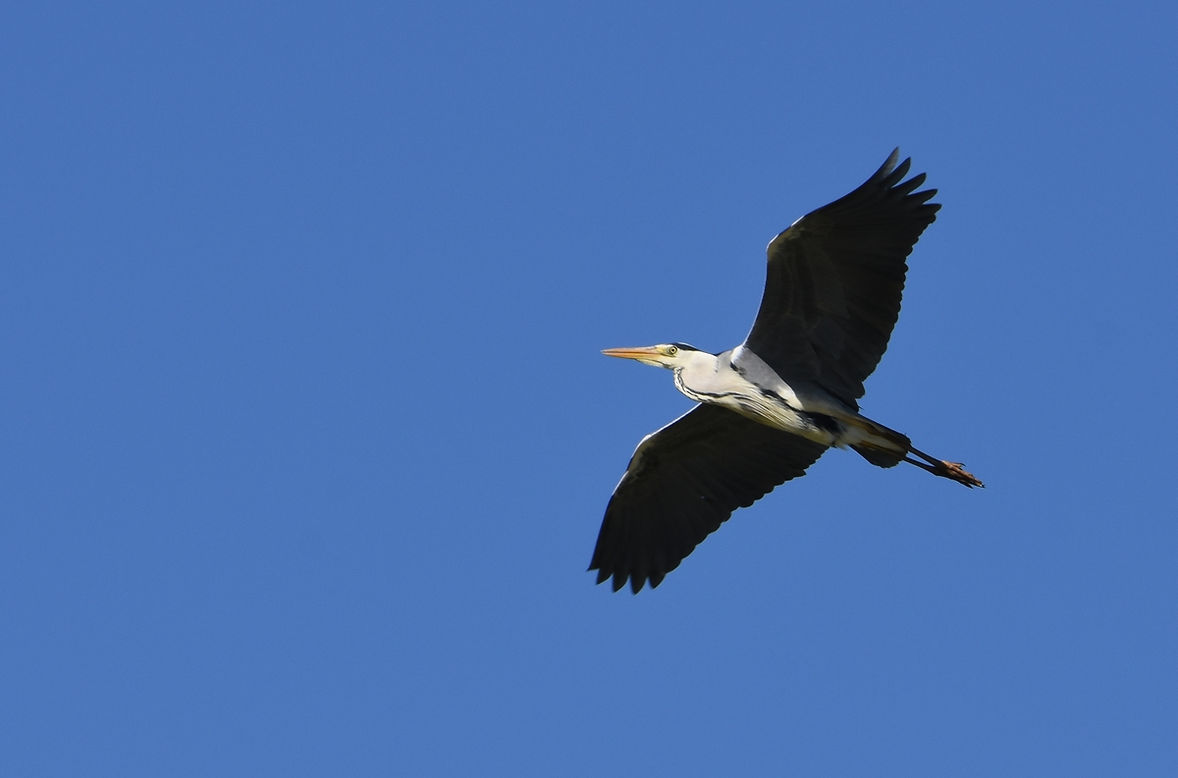 Heron-cendre-14-Castanet-0421.jpg
