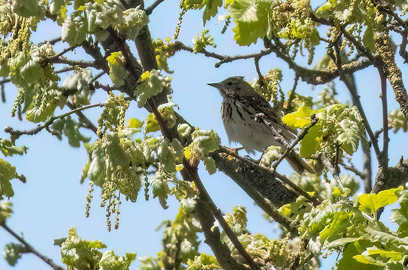 Pipit-des-arbres-3LrcDnPf-Hounoux-0425.jpg