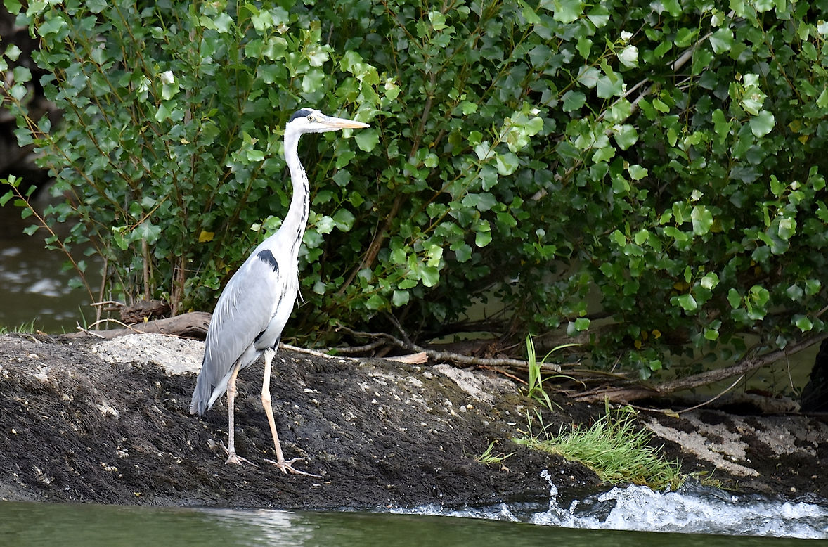 Heron-cendre-25-Cazals-0621.jpg