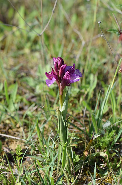 Anacamptis-papillonacea-8LrcDn-Escalquens-0425.jpg