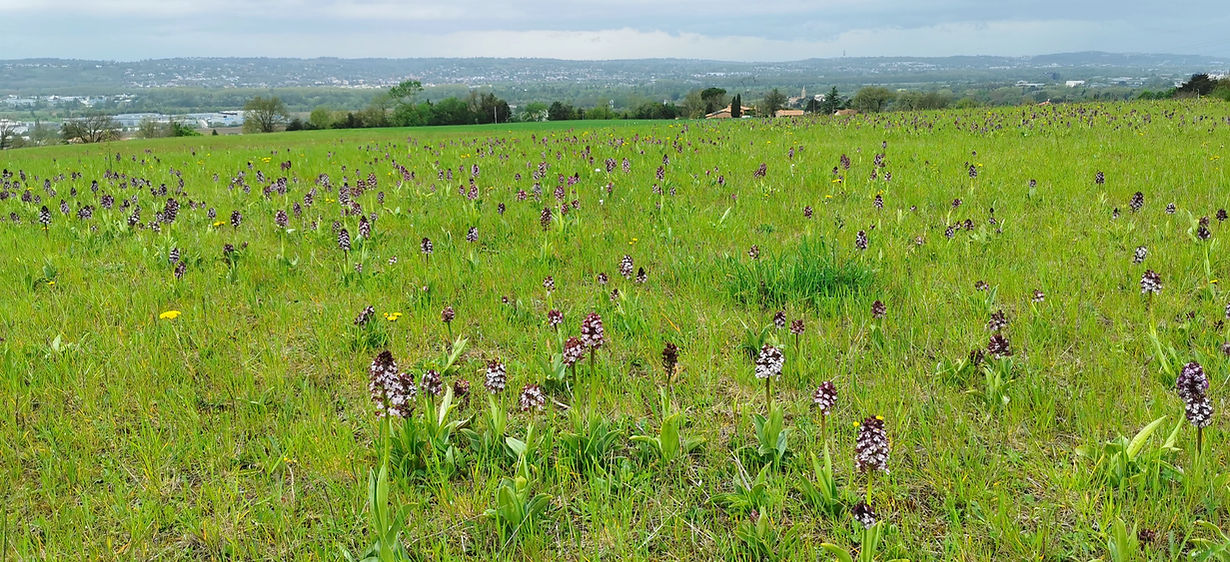 Orchis-purpurea-3-Escalquens-0422.jpg