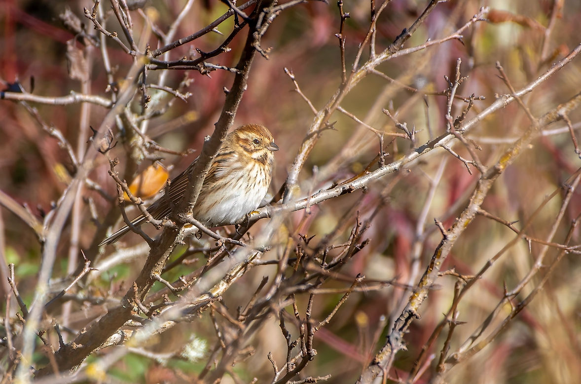 Bruant-des-roseaux-4aLrcDnPf-Mazeres-1223.jpg