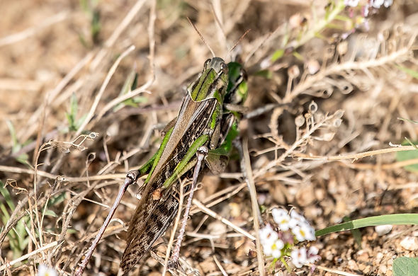 Criquet-migrateur-5LrcDnPf-Estartit-0324.jpg