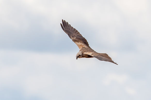 Buzard-des-roseaux-3a-LrcDnPf-Aiguamolls-0323.jpg