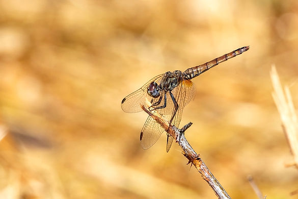 Trithemis-Pourpre-17FLrcDnPf-StSernin-0822.jpg