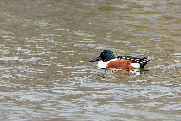 Canard-souchet-6MLrcDnPf-Aiguamolls-0323.jpg