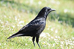 Corneille Noire