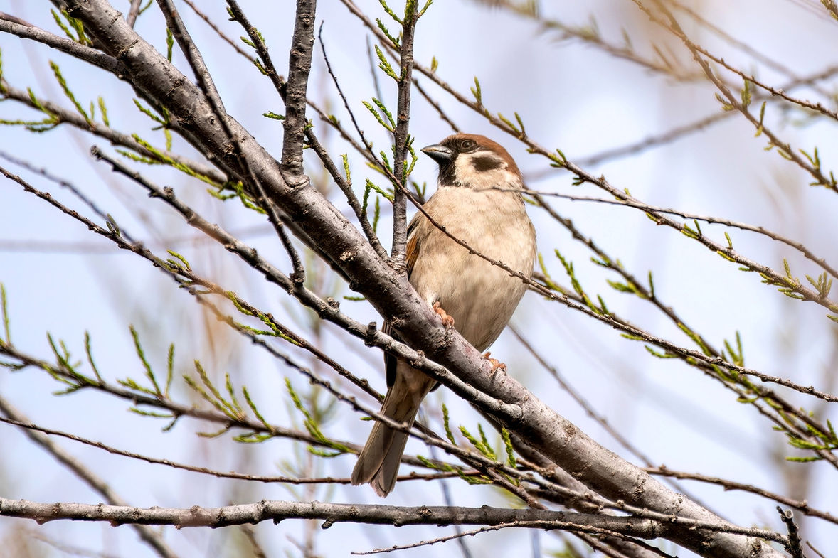Moineau-friquet-3LrcDnPf--Aiguamolls-032