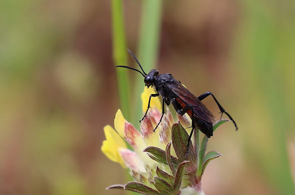 Macrophya-annulata-1Pf-Saint-Antonin-0525.jpg