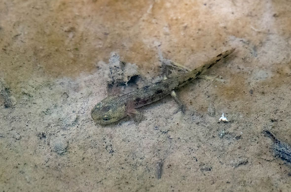 Salamandre tachetee-1LrcDnPf-Escalquens-0422.jpg