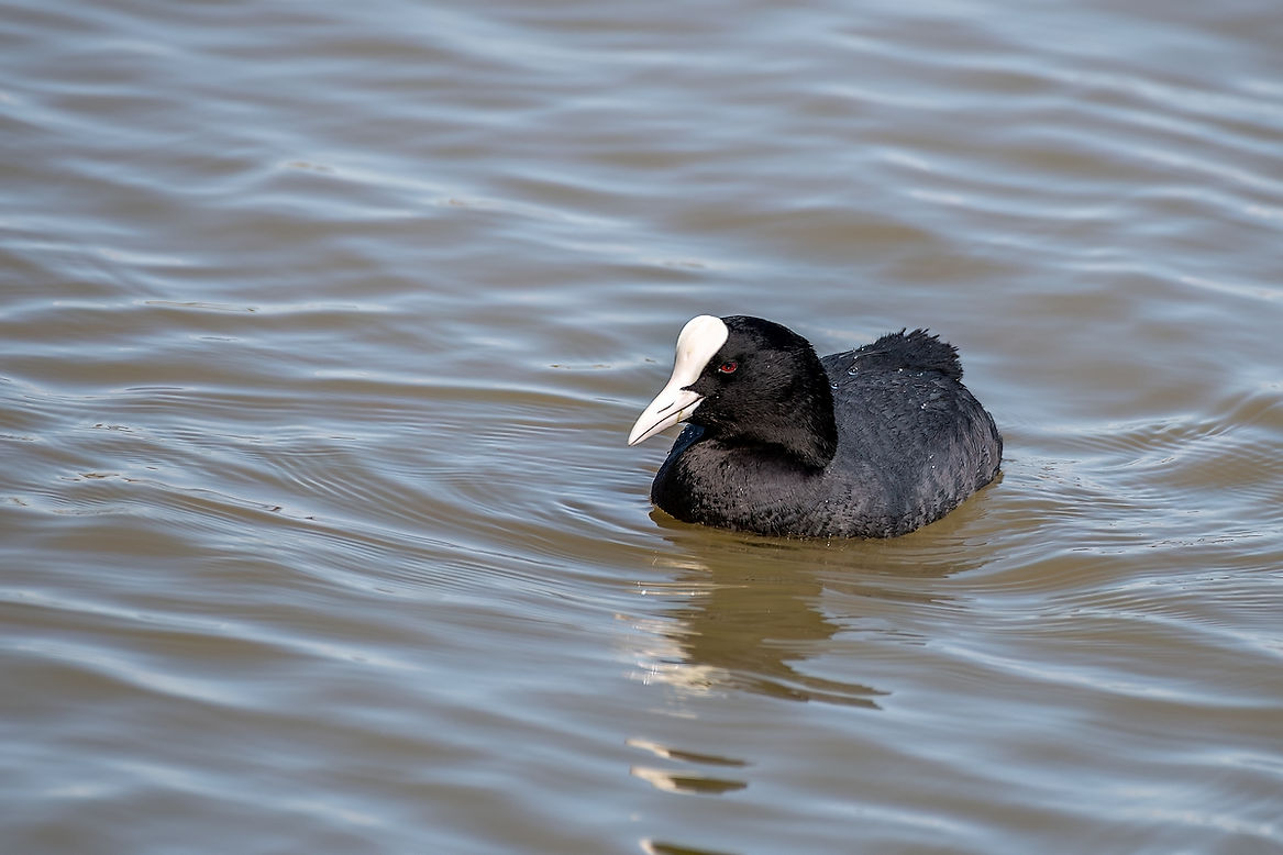Foulque-Macroule-14LrcDnPf--Aiguamolls-0324.jpg
