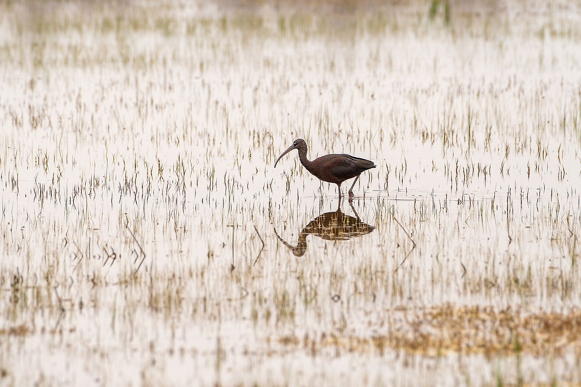 Ibis-falcinelle-4LrcDnPf-Aiguamolls-0323.jpg