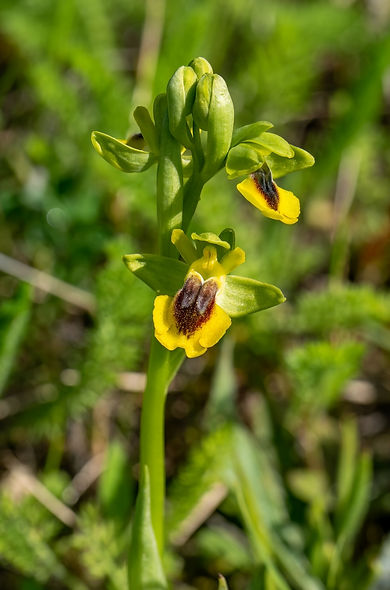 Ophrys-lutea-4LrcDnPf-Escalquens-0425.jpg