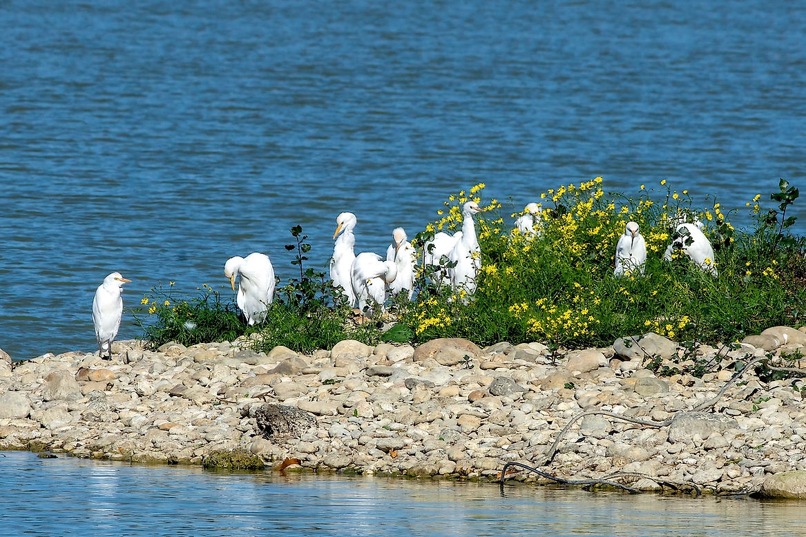 Heron-garde-boeufs-9LrcDnPf-Mazeres-1022.jpg