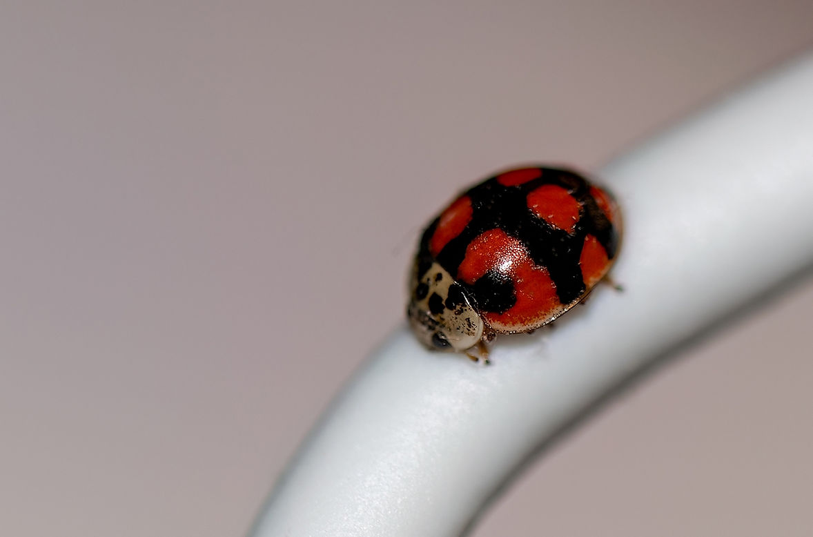 Coccinelle-10points-1LrcDnPf-Escalquens-0123.jpg