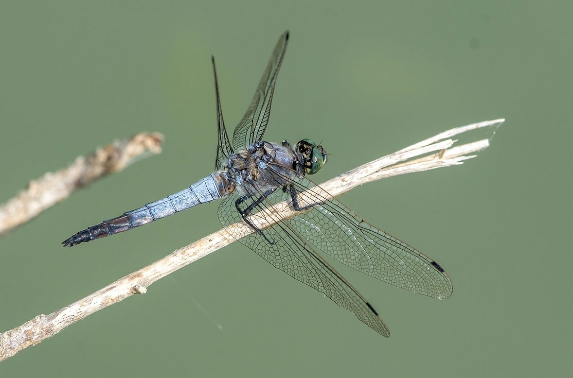 Orthetrum-Cancellatum-4LrcDnPf-Labege-0722.jpg