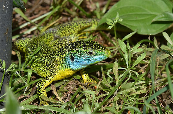 Lezart_vert-2-Mazeres-0621.jpg
