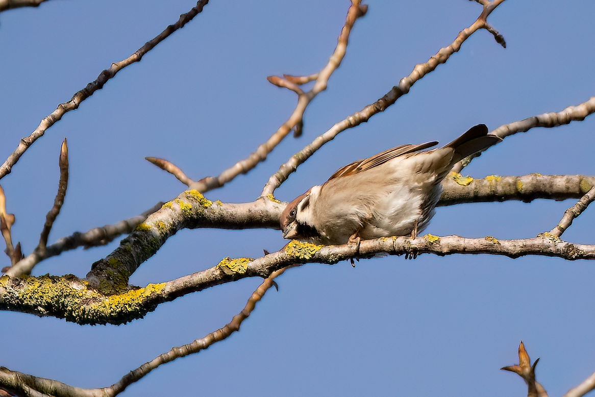 Moineau-friquet-2LrcDnPf-SainteFoy-0224.jpg