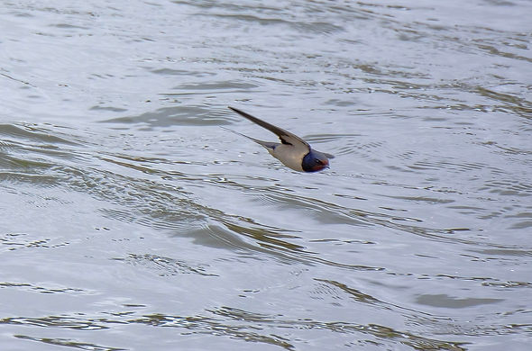 Hirondelle-rustique-5LrcDnPf-Carcassonne-0422.jpg