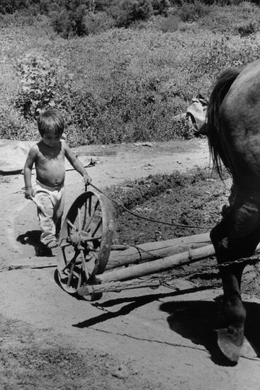 Los campos de algodón
