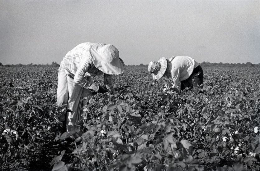 Los campos de algodón
