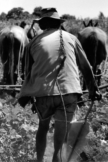 Los campos de algodón