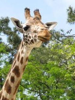 ZOO LA PALMYRE 3
