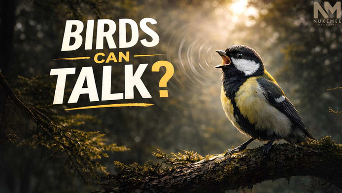 Birds Can Talk? How One Scientist Cracked the Hidden Language of the Forest 