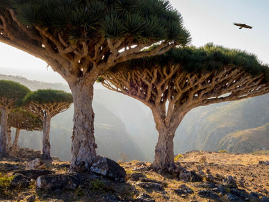 Menilik Pesona Pulau Misterius, Socotra