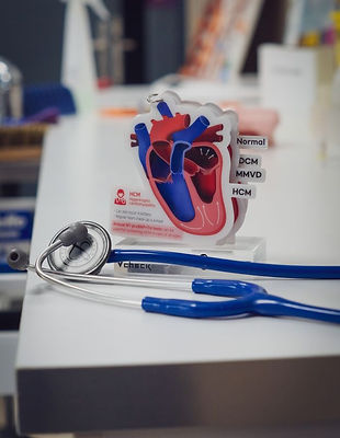 Service cardiologie avec échographie cardiaque, cliniques vétérinaires Maraussan et Cazouls-lès-Béziers