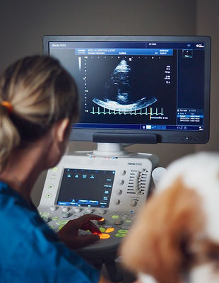 Service cardiologie avec échographie cardiaque, cliniques vétérinaires Maraussan et Cazouls-lès-Béziers