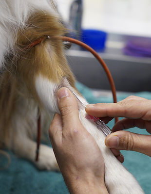 Chien en hospitalisation dans l'une de nos cliniques vétérinaires Vetodoc à Maraussan, Cazouls, Vendres, Thézan, Béziers ou Sérignan.