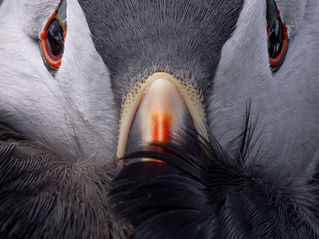 Springtime Wildlife Photography on the Isle of Mull
