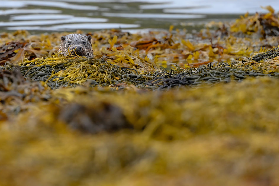 LJackson Otter 5.jpg