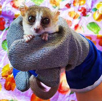© Lara Jackson | @lara_wildlife