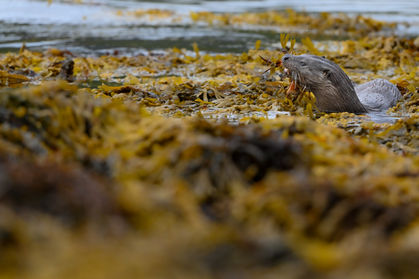 Experience Mull Isle of Mull Otter Photography Workshop Bespoke Wildlife Photography Workshop Puffins Scotland British Otter Photography Nikon Creators Isle of Mull West Coast of Scotland Conservation