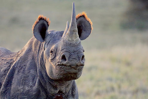 © Lara Jackson _ _lara_wildlife